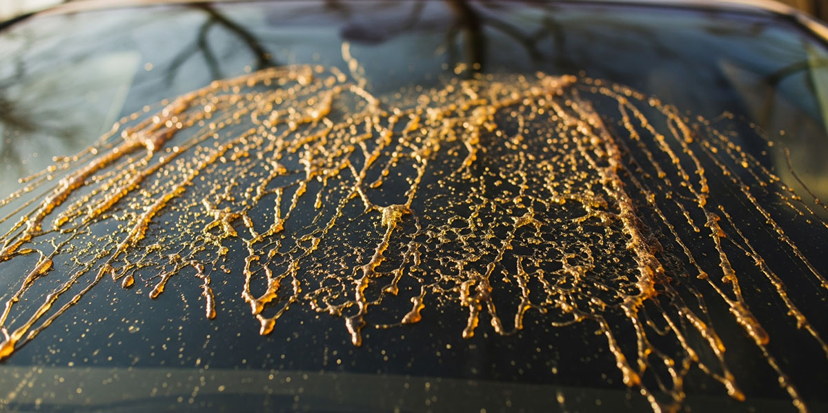 Tree Sap on Your Windshield